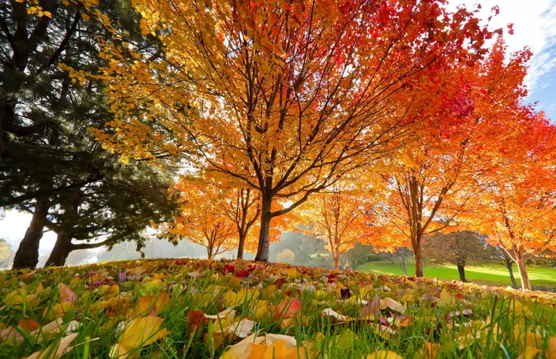 Leuchtend orangefarbene und rote Laubbäume in einem Park im Herbst mit buntem Blätterteppich auf der Wiese.