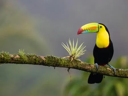Bild Beste Reisezeit Costa Rica